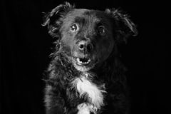 emmaobrien-photography-dogsolution-daycare-para-caes-DSC_8861