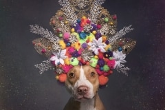 sophie-gamand-pitbulls-flowers-daycare-de-caes-dogsolution-001