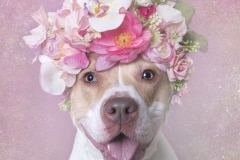 sophie-gamand-pitbulls-flowers-daycare-de-caes-dogsolution-003