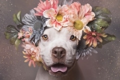 sophie-gamand-pitbulls-flowers-daycare-de-caes-dogsolution-005