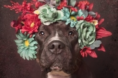 sophie-gamand-pitbulls-flowers-daycare-de-caes-dogsolution-012