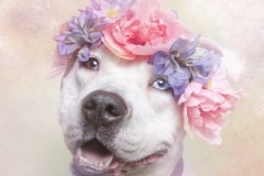 sophie-gamand-pitbulls-flowers-daycare-de-caes-dogsolution-013