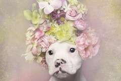 sophie-gamand-pitbulls-flowers-daycare-de-caes-dogsolution-014