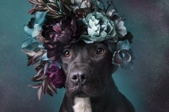 sophie-gamand-pitbulls-flowers-daycare-de-caes-dogsolution-015