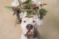sophie-gamand-pitbulls-flowers-daycare-de-caes-dogsolution-023