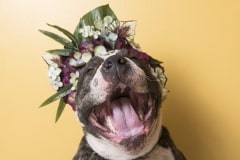 sophie-gamand-pitbulls-flowers-daycare-de-caes-dogsolution-025