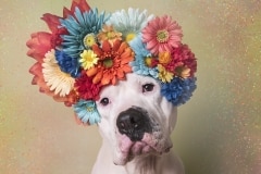 sophie-gamand-pitbulls-flowers-daycare-de-caes-dogsolution-026