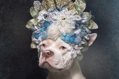 sophie-gamand-pitbulls-flowers-daycare-de-caes-dogsolution-002