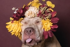 sophie-gamand-pitbulls-flowers-daycare-de-caes-dogsolution-004