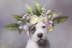 sophie-gamand-pitbulls-flowers-daycare-de-caes-dogsolution-006