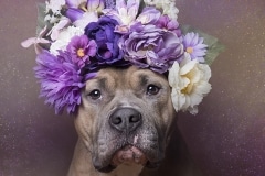 sophie-gamand-pitbulls-flowers-daycare-de-caes-dogsolution-017