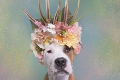 sophie-gamand-pitbulls-flowers-daycare-de-caes-dogsolution-024