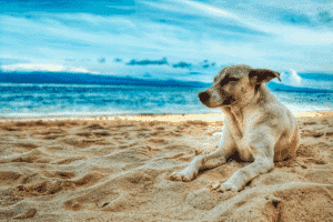 Finados @ Dogsolution