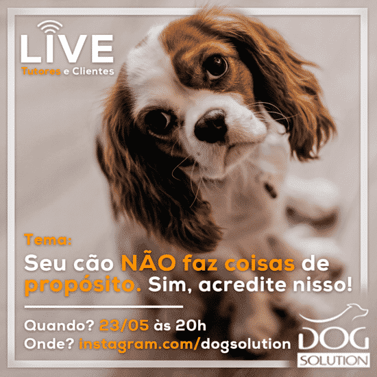 Seu cão faz coisas de propósito?