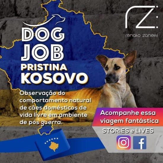 Comportamento natural de cães domésticos de vida livre em ambiente de pós guerra @ Kosovo